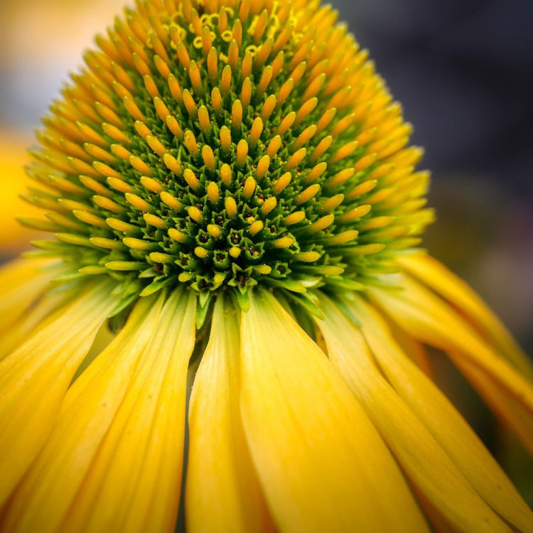 Yellow Coneflower Seeds