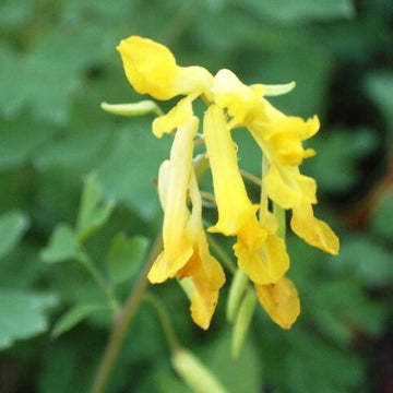 Yellow Corydalis Lutea Seeds -Flower Plant