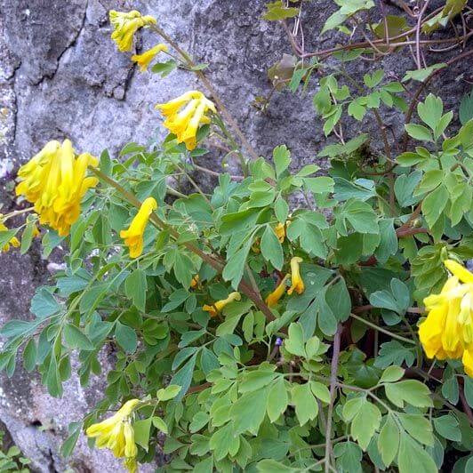 Yellow Corydalis Lutea Seeds -Flower Plant