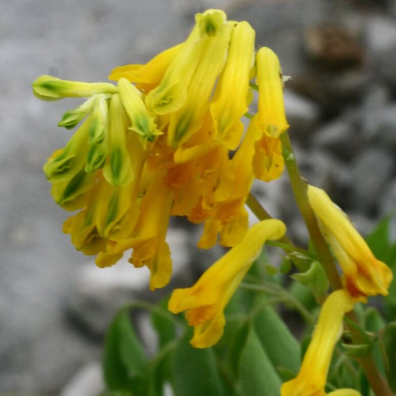 Yellow Corydalis Lutea Seeds -Flower Plant
