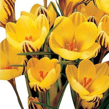 Yellow Crocus Seeds