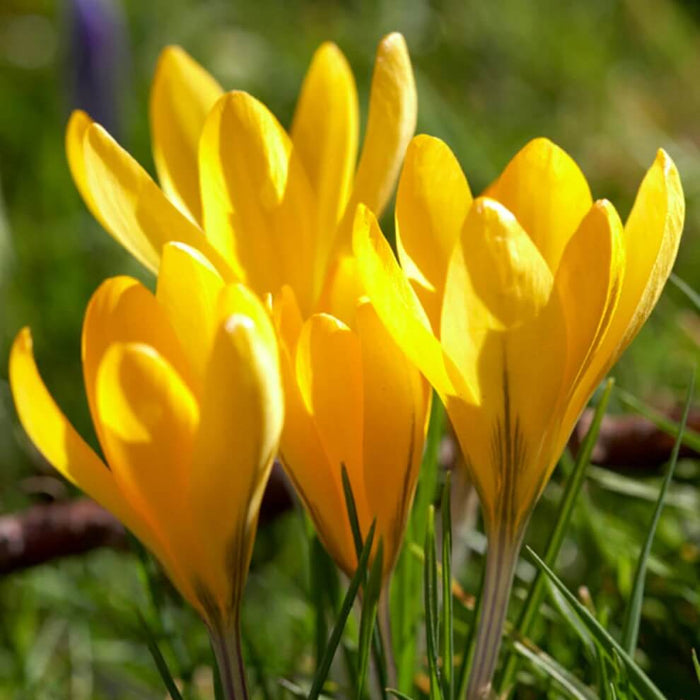 Yellow Crocus Seeds