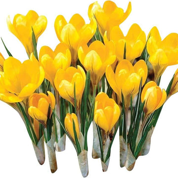 Yellow Crocus Seeds – Wildflower Mix