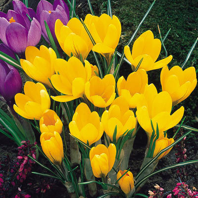 Yellow Crocus Seeds – Wildflower Mix