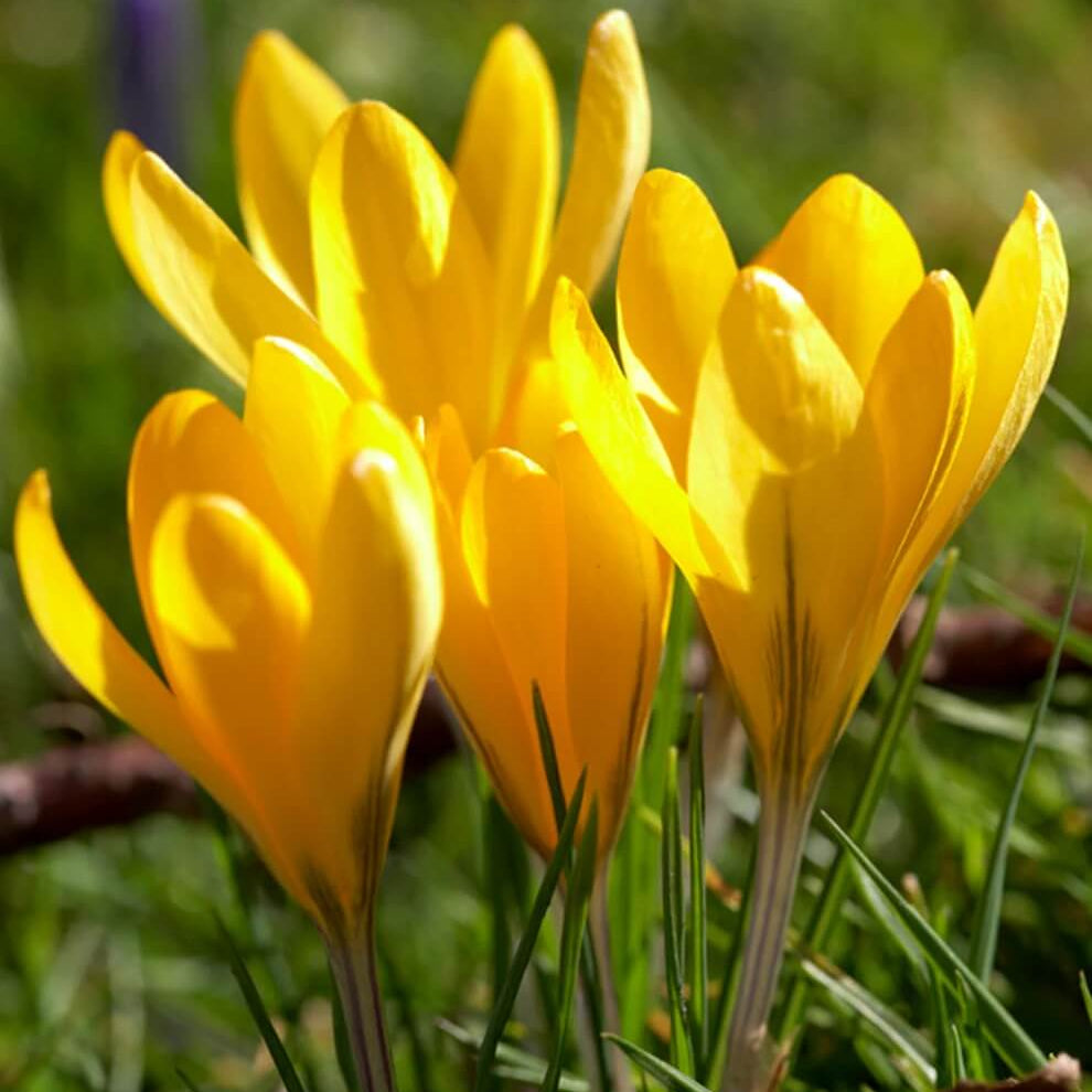 Yellow Crocus Seeds – Wildflower Mix