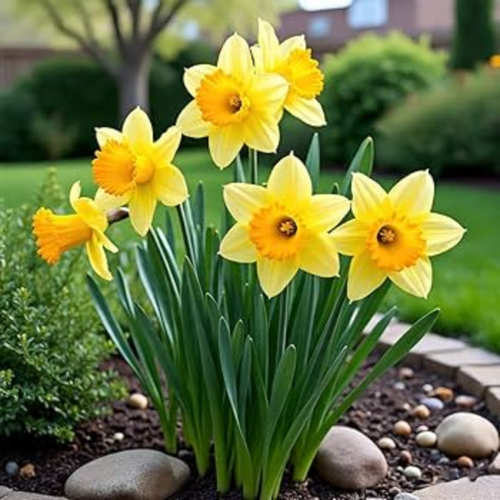 Yellow Daffodils Seeds