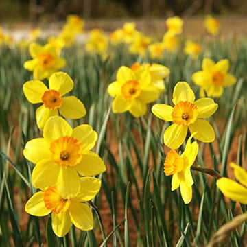 Yellow Daffodils Seeds
