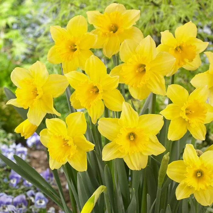 Yellow Daffodils Seeds