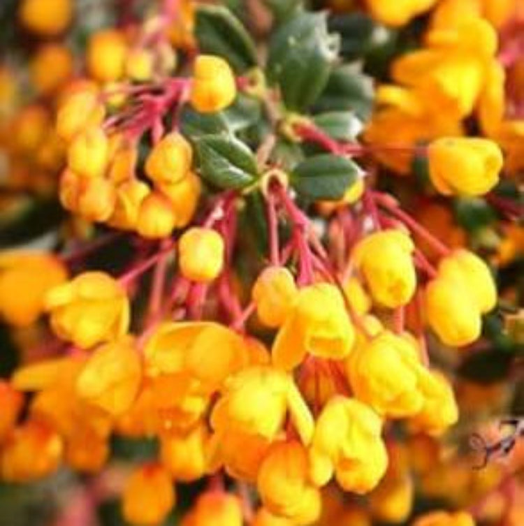 Yellow Darwinii Seeds – Wildflower Mix, Heirloom