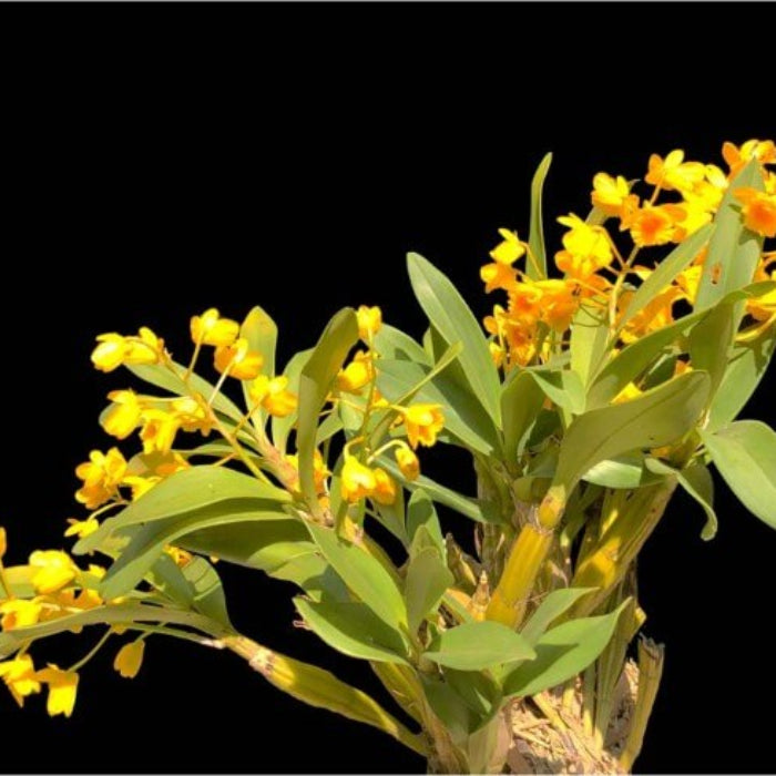 Yellow Dendrobium Orchid Seeds