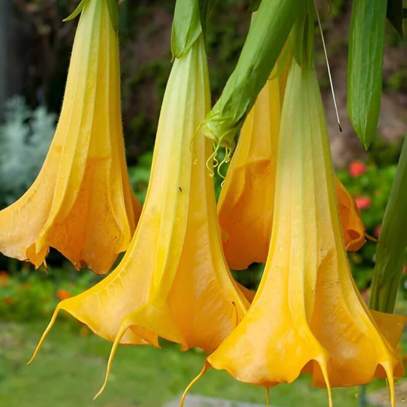 Yellow Dhatura Seeds - Herbal Plant