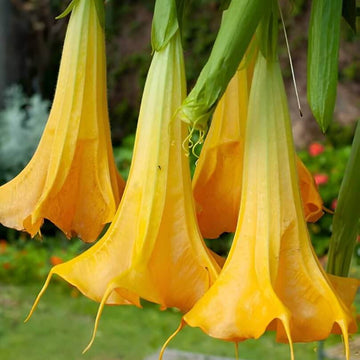 Yellow Dhatura Seeds - Herbal Plant
