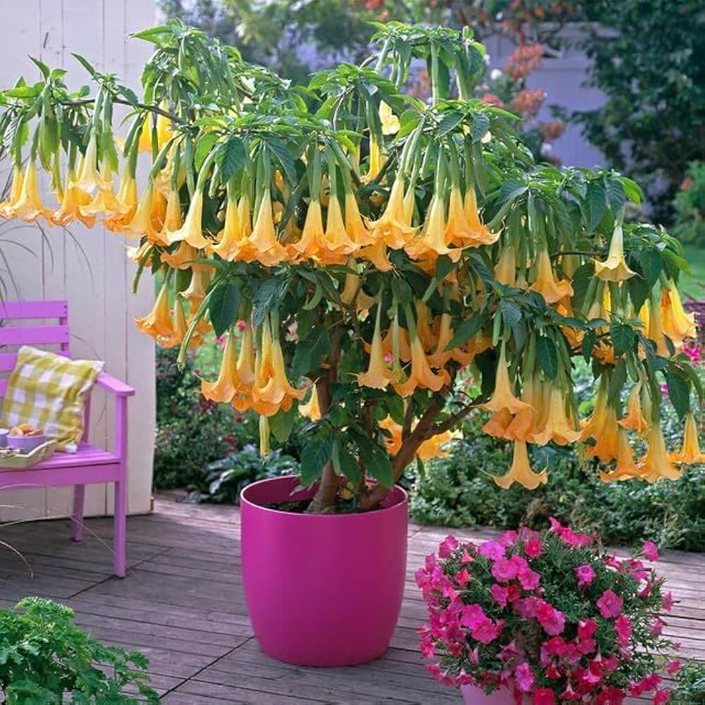 Yellow Dhatura Seeds - Herbal Plant