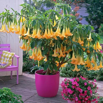Yellow Dhatura Seeds - Herbal Plant