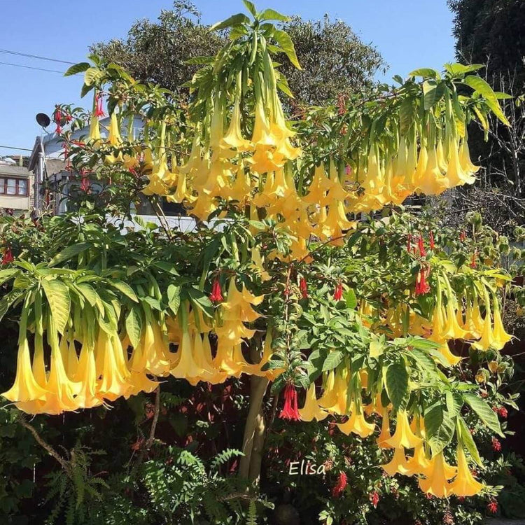 Yellow Dhatura Seeds - Herbal Plant