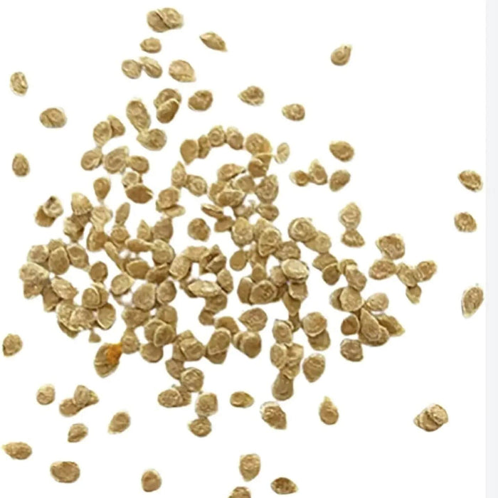 Yellow Dixie Golden Giant Tomato Seeds