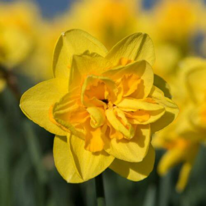 Yellow Double Petals Daffodils Seeds 