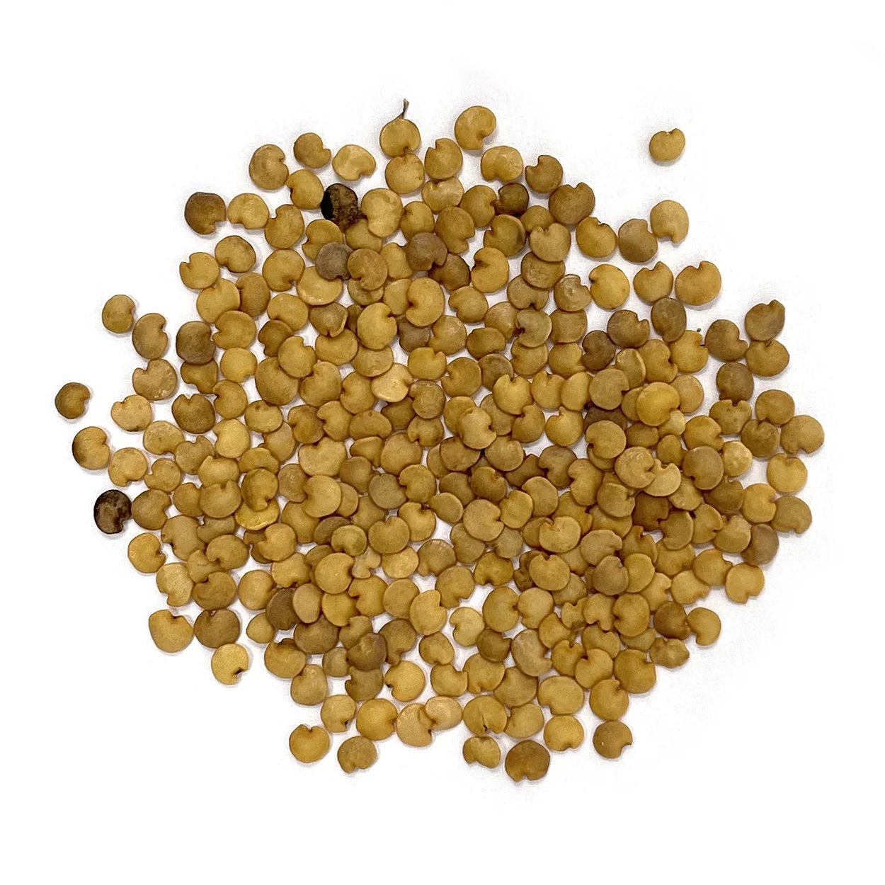 Yellow Eggplant Seeds