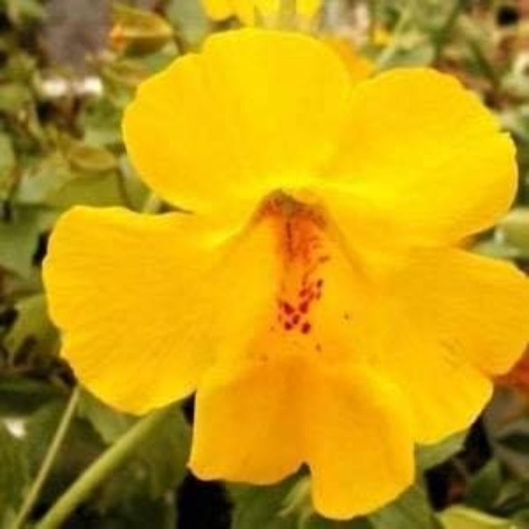 Yellow Erythranthe Seeds – Wildflower Mix, Heirloom