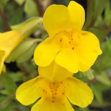 Yellow Erythranthe Seeds – Wildflower Mix, Heirloom