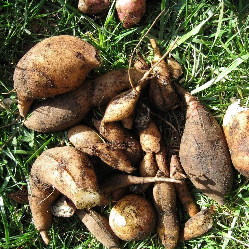 Yellow Flesh Yacon Seeds - Vegetable Plant