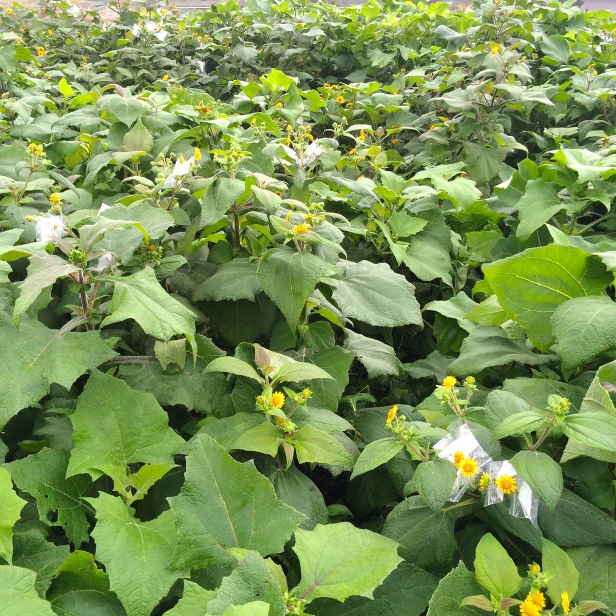 Yellow Flesh Yacon Seeds - Vegetable Plant