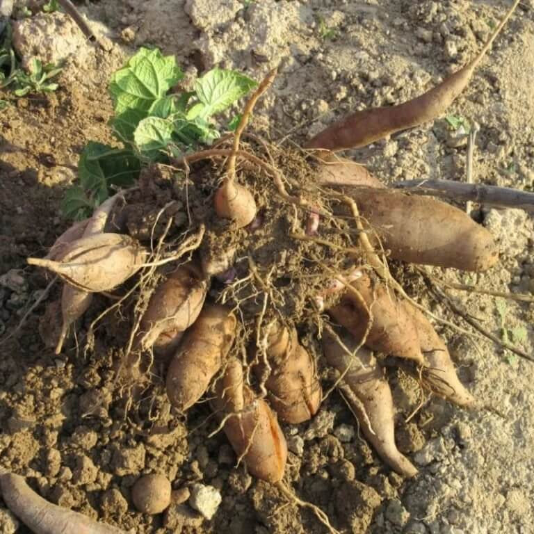Yellow Flesh Yacon Seeds - Vegetable Plant