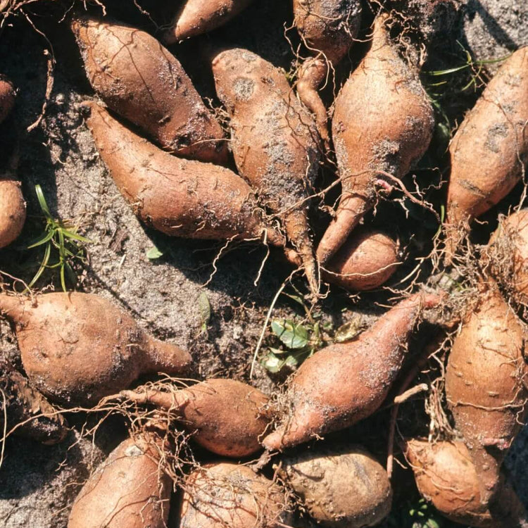 Yellow Flesh Yacon Seeds - Vegetable Plant