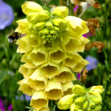 Yellow Foxglove Seeds – Perennial
