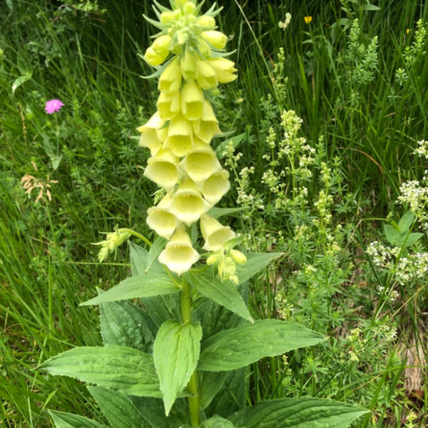 Yellow Foxglove Seeds – Perennial
