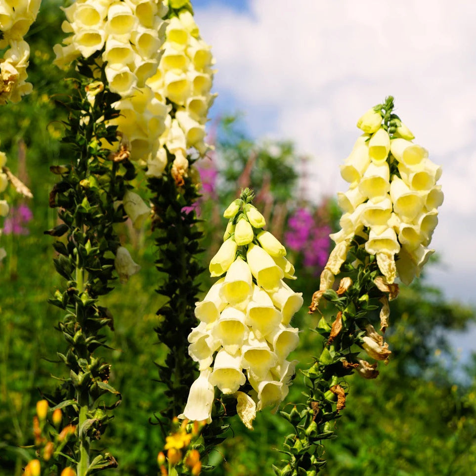 Yellow Foxglove Seeds