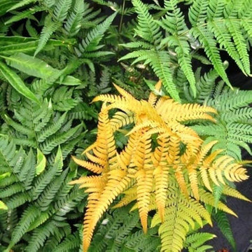 Yellow Fren Pteridophyta Seeds 