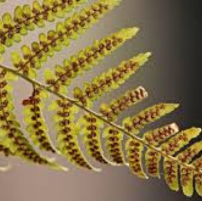 Yellow Fren Pteridophyta Seeds 