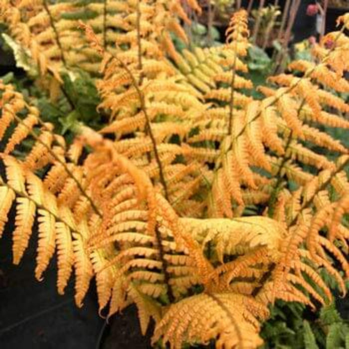 Yellow Fren Pteridophyta Seeds 