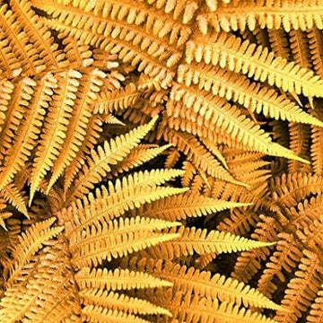 Yellow Fren Pteridophyta Seeds 
