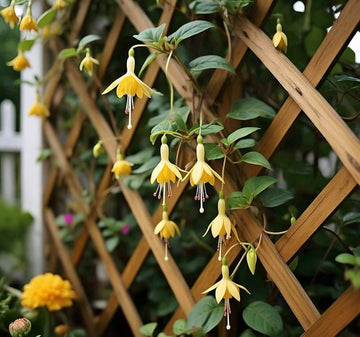 Yellow Fuchsia Seeds 