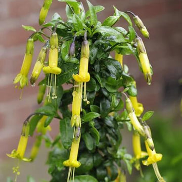 Yellow Fuchsia Seeds 
