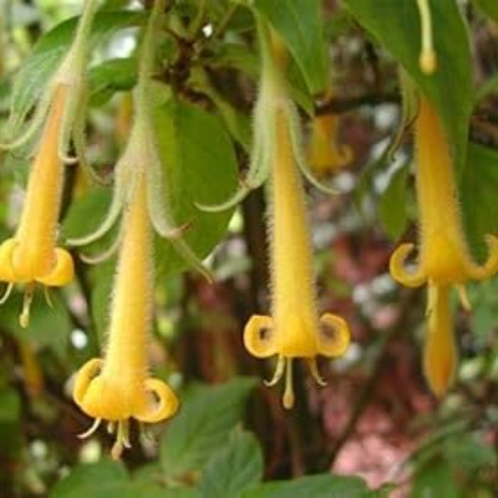 Yellow Fuchsia Seeds 