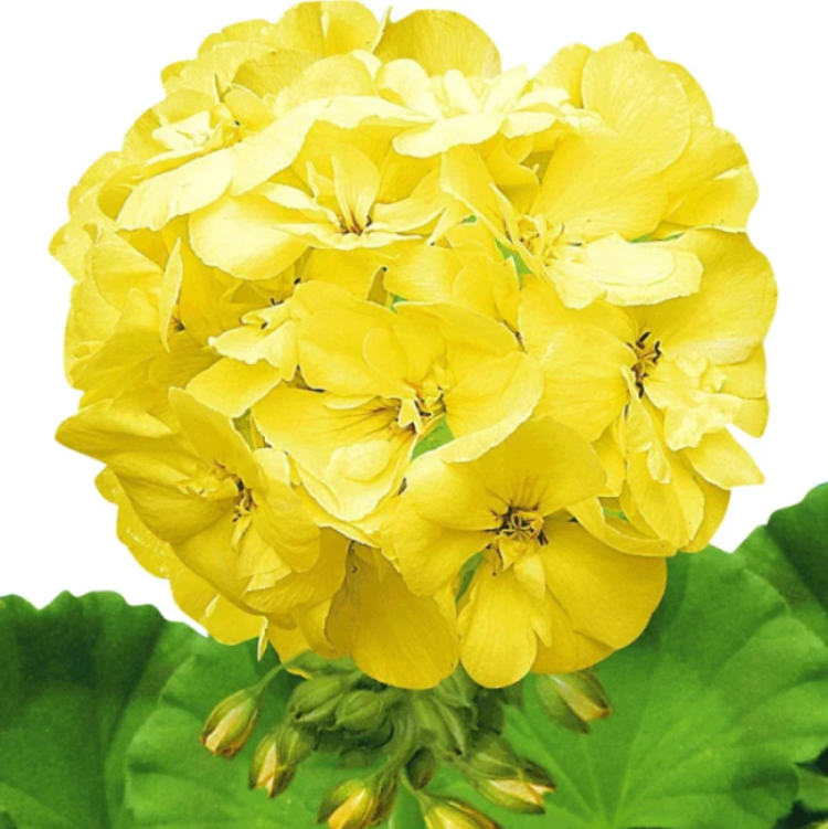 Yellow Geranium Seeds