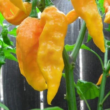 Yellow Ghost Pepper Seeds