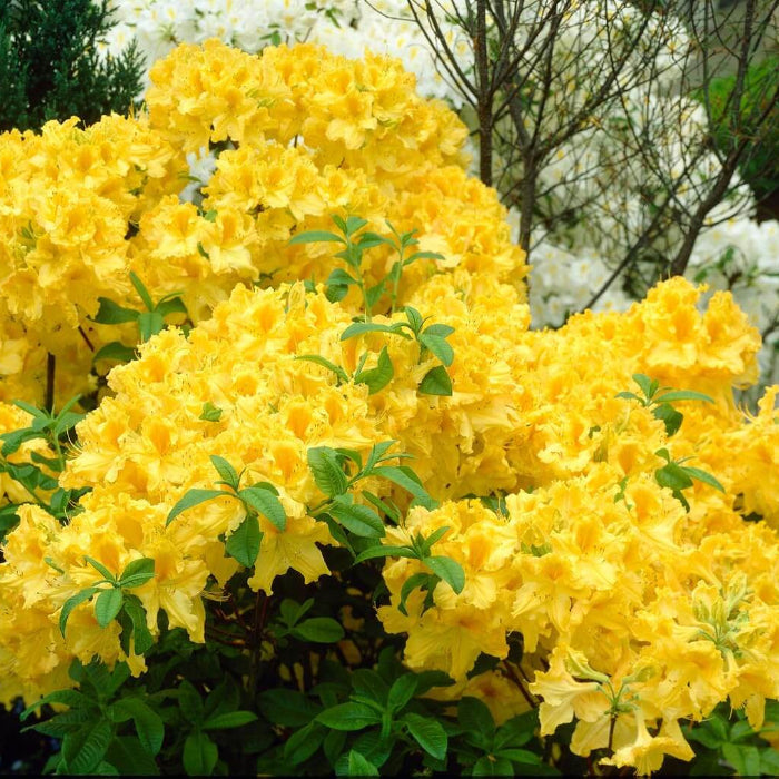 Yellow Green Azalea Seeds 