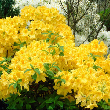 Yellow Green Azalea Seeds 