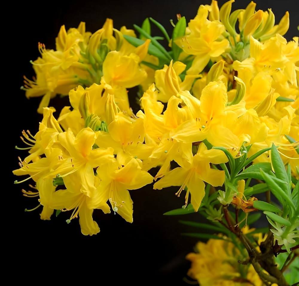 Yellow Green Azalea Seeds 