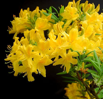 Yellow Green Azalea Seeds 