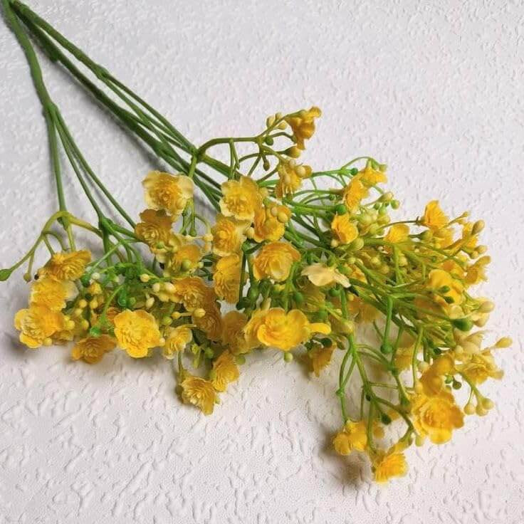 Yellow Gypsophila Seeds