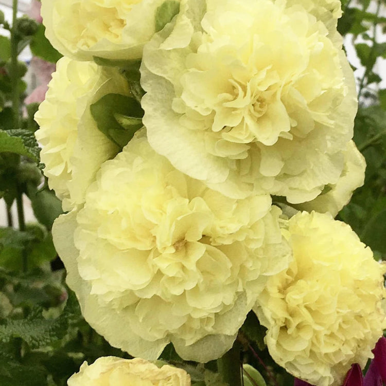 Yellow Hollyhock Seeds