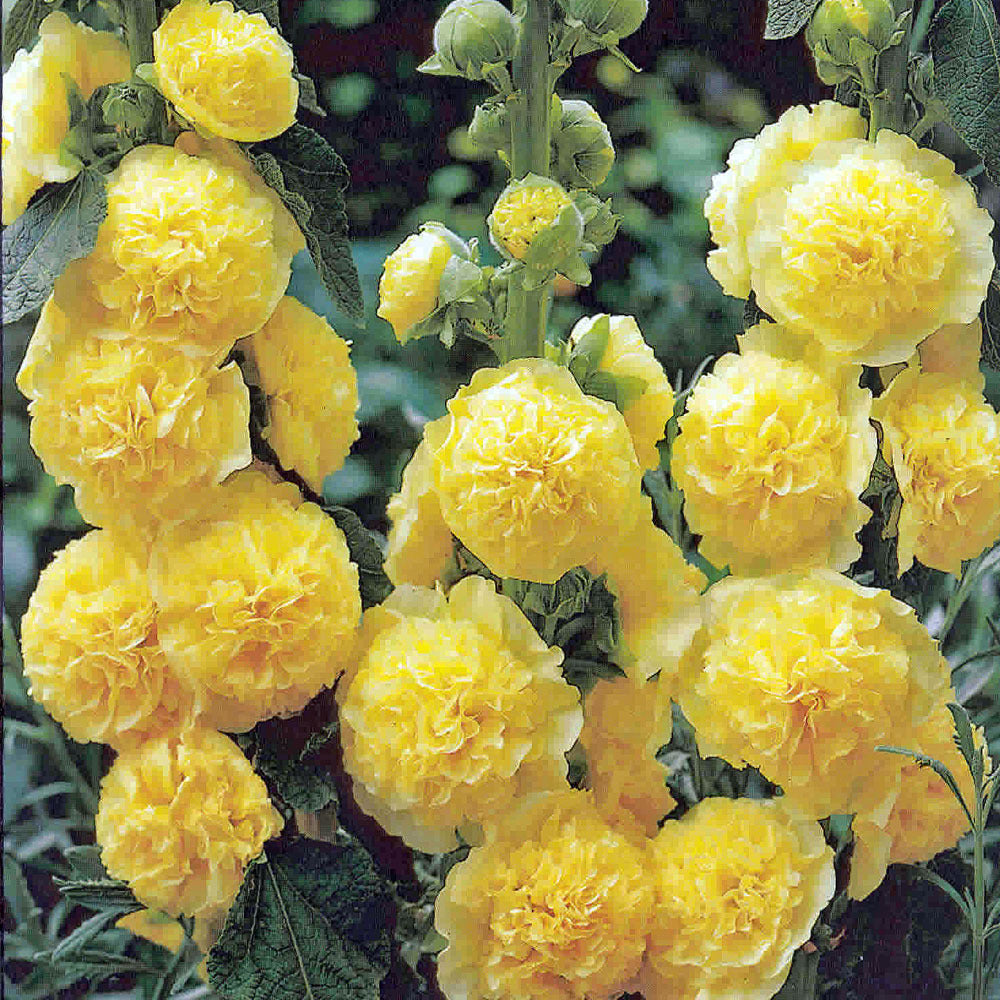Yellow Hollyhock Seeds
