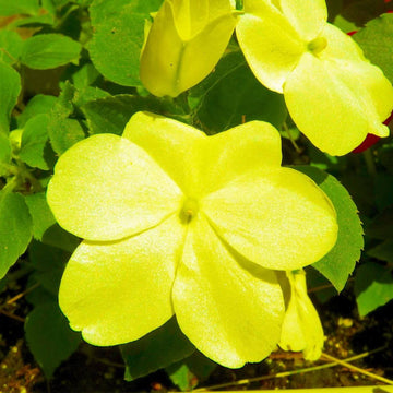 Yellow Impatiens Seeds - Flower Plant