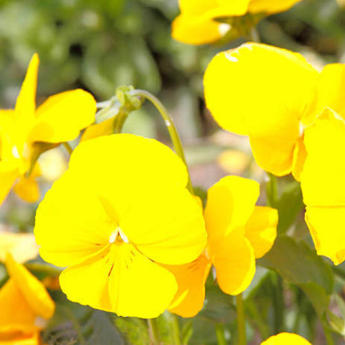 Yellow Impatiens Seeds - Flower Plant