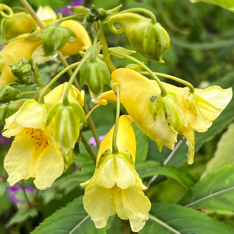 Yellow Impatiens Seeds - Flower Plant